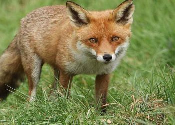 Η ΠΕ Καστοριάς ενημερώνει για εμβολιασμό των κόκκινων αλεπούδων έναντι του ιού της Λύσσας από αέρος με εμβολιακά δολώματα το προσεχές διάστημα