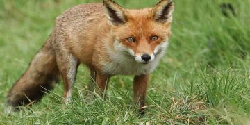 Η ΠΕ Καστοριάς ενημερώνει για εμβολιασμό των κόκκινων αλεπούδων έναντι του ιού της Λύσσας από αέρος με εμβολιακά δολώματα το προσεχές διάστημα