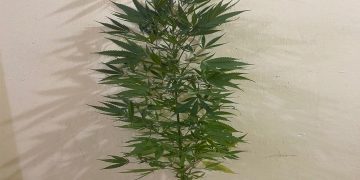 Καστοριά: Συνελήφθη 56χρονος για καλλιέργεια δενδρυλλίου κάνναβης σε αγροτική περιοχή