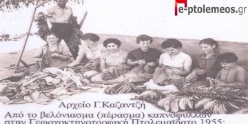 Ο καπνός το Βασικό στήριγμα του αγρότη, στην γεωργοκτηνοτροφική, Πτολεμαϊδα-Εορδαία, του παρελθόντος… – Από την στήλη του Γ. Καζαντζή στον ΠΑΛΜΟ 07/09/22