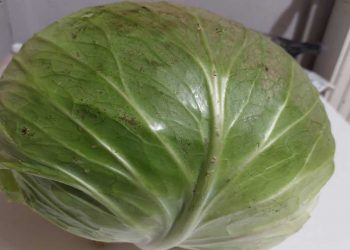 Λάχανο ΓΙΓΑΣ σε αγρόκτημα της Πτολεμαΐδας! (της Κούλας Πουλασιχίδου)