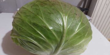 Λάχανο ΓΙΓΑΣ σε αγρόκτημα της Πτολεμαΐδας! (της Κούλας Πουλασιχίδου)