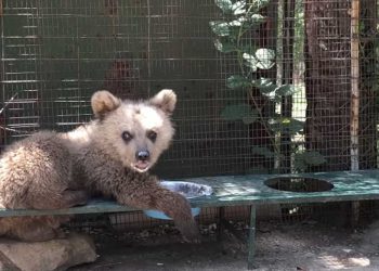 Ο Θωμάς, το viral ορφανό αρκουδάκι του Αρκτούρου, σε νέο video: Βολεύεται παντού, αρκεί να υπάρχει φαγητό!