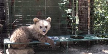 Ο Θωμάς, το viral ορφανό αρκουδάκι του Αρκτούρου, σε νέο video: Βολεύεται παντού, αρκεί να υπάρχει φαγητό!