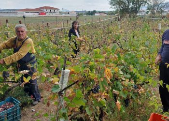 Ξεκίνησε η διαδικασία του του ΤΡΥΓΟΥ, παρόλο που η χρονιά δεν ήταν η καλύτερη για την αμπελοκαλλιέργεια! (της Κούλας Πουλασιχίδου)