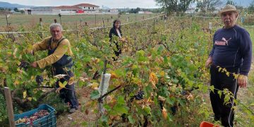 Ξεκίνησε η διαδικασία του του ΤΡΥΓΟΥ, παρόλο που η χρονιά δεν ήταν η καλύτερη για την αμπελοκαλλιέργεια! (της Κούλας Πουλασιχίδου)