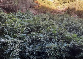 Κρήτη: Χασισοφυτεία-μαμούθ σε μονή στο Ηράκλειο – Είχαν κρεμάσει ακόμη και κομποσκοίνια!