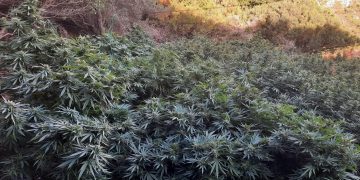 Κρήτη: Χασισοφυτεία-μαμούθ σε μονή στο Ηράκλειο – Είχαν κρεμάσει ακόμη και κομποσκοίνια!