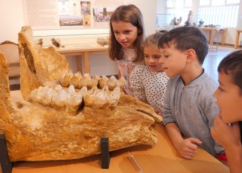 Δήμος Γρεβενών: Ομοίωμα του μεγαλύτερου χαυλιόδοντα του κόσμου με ανακυκλώσιμα υλικά για την Ευρωπαϊκή Εβδομάδα Κινητικότητας