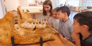 Δήμος Γρεβενών: Ομοίωμα του μεγαλύτερου χαυλιόδοντα του κόσμου με ανακυκλώσιμα υλικά για την Ευρωπαϊκή Εβδομάδα Κινητικότητας