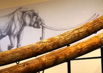 «Ταξιδεύω Γρεβενά» – Στους μεγαλύτερους χαυλιόδοντες του κόσμου (Βίντεο+Φωτογραφίες)