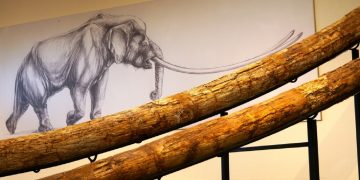 «Ταξιδεύω Γρεβενά» – Στους μεγαλύτερους χαυλιόδοντες του κόσμου (Βίντεο+Φωτογραφίες)