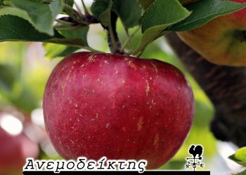 Η ισχύς εν τη ενώσει! – Από τη στήλη ΑΝΕΜΟΔΕΙΚΤΗΣ (30/9)