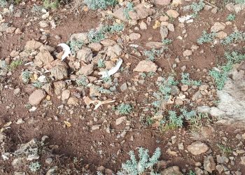 Καστοριά: Επικήρυξαν με 1.000 ευρώ τον άγνωστο που σκότωσε βάναυσα δύο μικρά σκυλιά