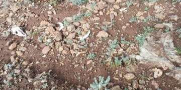 Καστοριά: Επικήρυξαν με 1.000 ευρώ τον άγνωστο που σκότωσε βάναυσα δύο μικρά σκυλιά