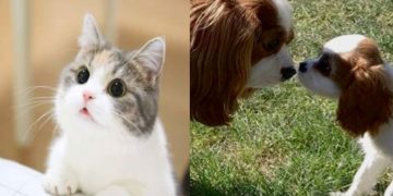 4  Οκτωβρίου 2022 ημέρα ευαισθητοποίησης για την προστασία όλων των ΖΩΩΝ!   (της Κούλας Πουλασιχίδου)