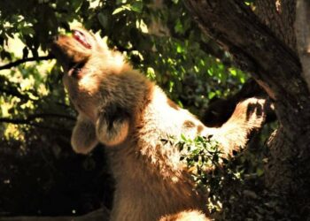 Ο μικρός Θωμάς, του “Αρκτούρου”, μεγάλωσε- Προετοιμάζει τον χώρο του για τον χειμέριο λήθαργο