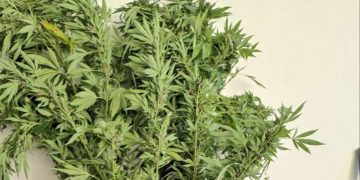 Συνελήφθη 44χρονος σε δασώδη περιοχή της Φλώρινας για καλλιέργεια δενδρυλλίων κάνναβης