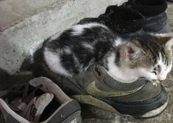 Ιστορίες της φάρμας     Οι γάτες, τα μοσχαράκια και μία …κατσίκα- Γράφει η Αλεξάνδρα Στυλιάδου