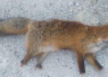 Καστοριά: Ακρωτηρίασαν αλεπού (ΦΩΤΟ-VIDEO)