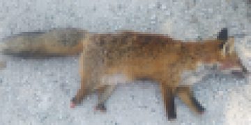 Καστοριά: Ακρωτηρίασαν αλεπού (ΦΩΤΟ-VIDEO)