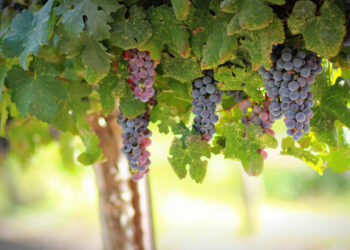 Απόσταξη στέμφυλων: Ενημερωτική ανακοίνωση του Δήμου Κοζάνης για τους αμπελουργούς