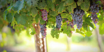 Απόσταξη στέμφυλων: Ενημερωτική ανακοίνωση του Δήμου Κοζάνης για τους αμπελουργούς