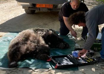 Φλώρινα: Απελευθερώθηκε οχτάχρονη αρκούδα 100 κιλών που είχε πιαστεί σε παράνομη παγίδα