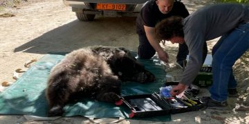 Φλώρινα: Απελευθερώθηκε οχτάχρονη αρκούδα 100 κιλών που είχε πιαστεί σε παράνομη παγίδα