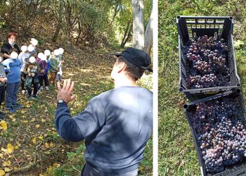 Την εμπειρία του τρύγου έζησαν οι μαθητές του Νηπιαγωγείου και του Δημοτικού Σχολείου Ασβεστόπετρας