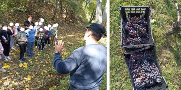 Την εμπειρία του τρύγου έζησαν οι μαθητές του Νηπιαγωγείου και του Δημοτικού Σχολείου Ασβεστόπετρας