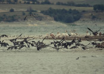 Η λίμνη Πολυφύτου μέσα από τα μοναδικά φωτογραφικά κλικ του Δημήτρη Βαβλιάρα