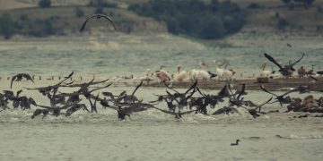 Η λίμνη Πολυφύτου μέσα από τα μοναδικά φωτογραφικά κλικ του Δημήτρη Βαβλιάρα