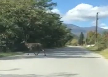 Φλώρινα: Απρόσμενη συνάντηση οδηγού με ένα πανέμορφο ελάφι! (VIDEO)