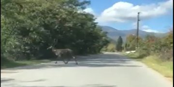 Φλώρινα: Απρόσμενη συνάντηση οδηγού με ένα πανέμορφο ελάφι! (VIDEO)