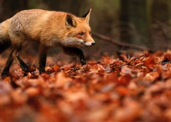Εναέριες ρίψεις εμβολίων – δολωμάτων κατά της λύσσας για τον εμβολιασμό κόκκινων αλεπούδων στην ΠΕ Φλώρινας