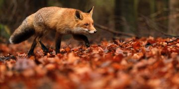 Εναέριες ρίψεις εμβολίων – δολωμάτων κατά της λύσσας για τον εμβολιασμό κόκκινων αλεπούδων στην ΠΕ Φλώρινας