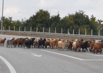 Γρεβενά – Απίστευτο θέαμα: Πλημμύρισε ο δρόμος από δύο χιλιάδες κατσίκια! Video
