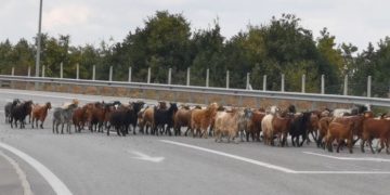 Γρεβενά – Απίστευτο θέαμα: Πλημμύρισε ο δρόμος από δύο χιλιάδες κατσίκια! Video