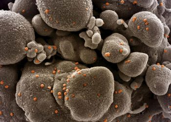 H φύση του καρκίνου – Γράφει ο Ιορδάνης Καμπουρίδης