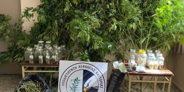 Καστοριά: Συνελήφθη 59χρονος για καλλιέργεια  δενδρυλλίων κάνναβης