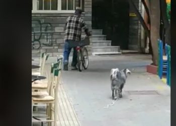 Κι όμως: Κατσίκα κόβει βόλτες σε κεντρικότατο πεζόδρομο της Πτολεμαΐδας! (VIDEO)