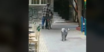 Κι όμως: Κατσίκα κόβει βόλτες σε κεντρικότατο πεζόδρομο της Πτολεμαΐδας! (VIDEO)