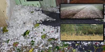 ΚΚΕ: Ερώτηση προς τον Υπουργό Αγροτικής Ανάπτυξης και Τροφίμων για τις καλλιέργειες φασολιών από χαλαζόπτωση