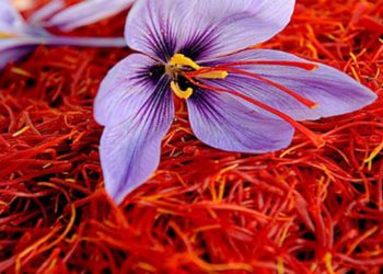 Συγκομιδή κρόκου: Απαιτούνται 2000 εργάτες γης, αλλά δεν καλύπτονται οι ανάγκες