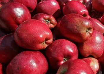 Μήλα: Χαμηλή τιμή διάθεσης με υψηλό κόστος παραγωγής