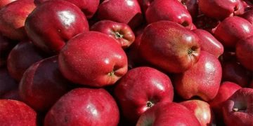 Μήλα: Χαμηλή τιμή διάθεσης με υψηλό κόστος παραγωγής