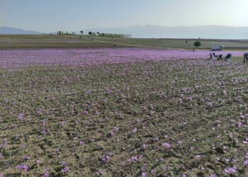 Ξεκίνησε η συγκομιδή του κρόκου- Το μήνυμα για «καλή σοδειά» από τον Πρόεδρο του Συνεταιρισμού, Βασίλη Μητσόπουλο
