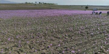 Ξεκίνησε η συγκομιδή του κρόκου- Το μήνυμα για «καλή σοδειά» από τον Πρόεδρο του Συνεταιρισμού, Βασίλη Μητσόπουλο