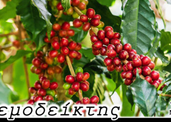 Ο κηπάκος που γίνεται… φυτεία καφέ! – Από τη νέα στήλη ΑΝΕΜΟΔΕΙΚΤΗΣ (25/10)
